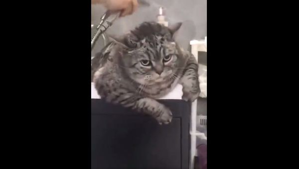 Cat - Sputnik International