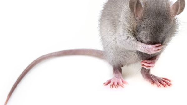 Mouse - Sputnik International