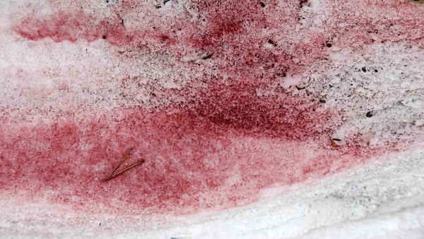 Pink snow - Sputnik International