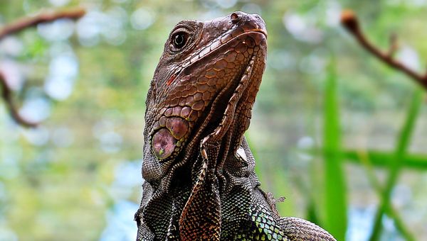 Giant lizard spotted in Delhi - Sputnik International