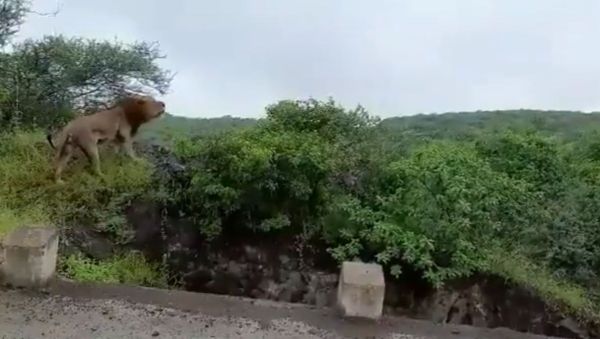 Perched on the top of a cliff, a stunning maned lion roared looking up at the dark skies over the lush forest of the Gir wildlife sanctuary in India's Gujarat. - Sputnik International