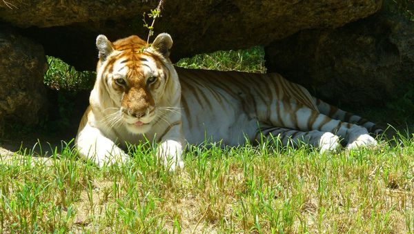Golden tiger - Sputnik International