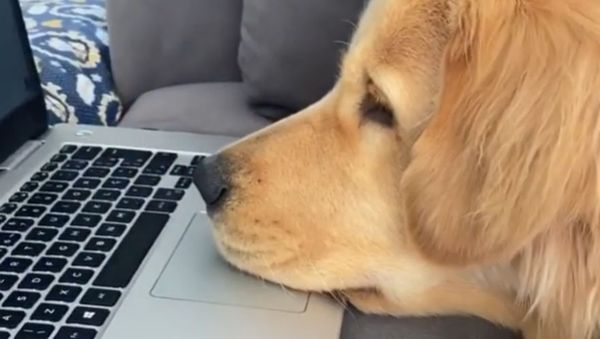 Lonely Golden Retriever Finds Comfort Online  - Sputnik International