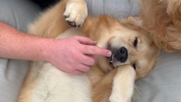 Sweet Golden Retriever Caught in Deep Slumber  - Sputnik International