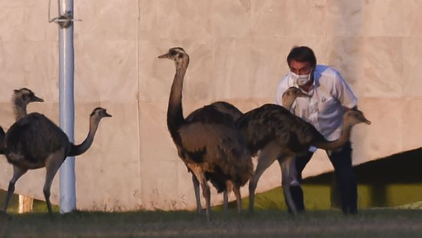 Brazilian President Jair Bolsonaro feeds emus outside the Alvorada Palace in Brasilia, Brazil, on July 13, 2020, in the midst of the new COVID-19 coronavirus pandemic - Sputnik International