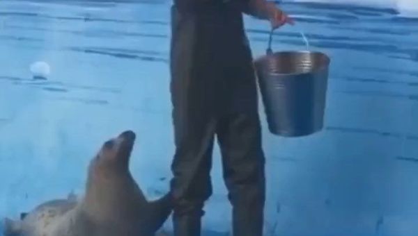 seal - Sputnik International