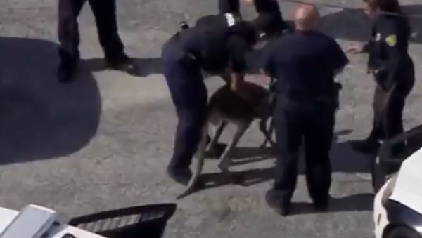 Kangaroo on the loose in Florida - Sputnik International