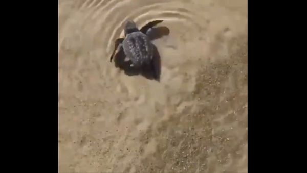Look at him just vibing. No plastic in sight - Sputnik International