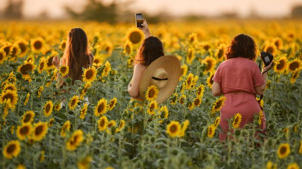 Girls during sunflower flowering on a field near Simferopol district, Crimea - Sputnik International