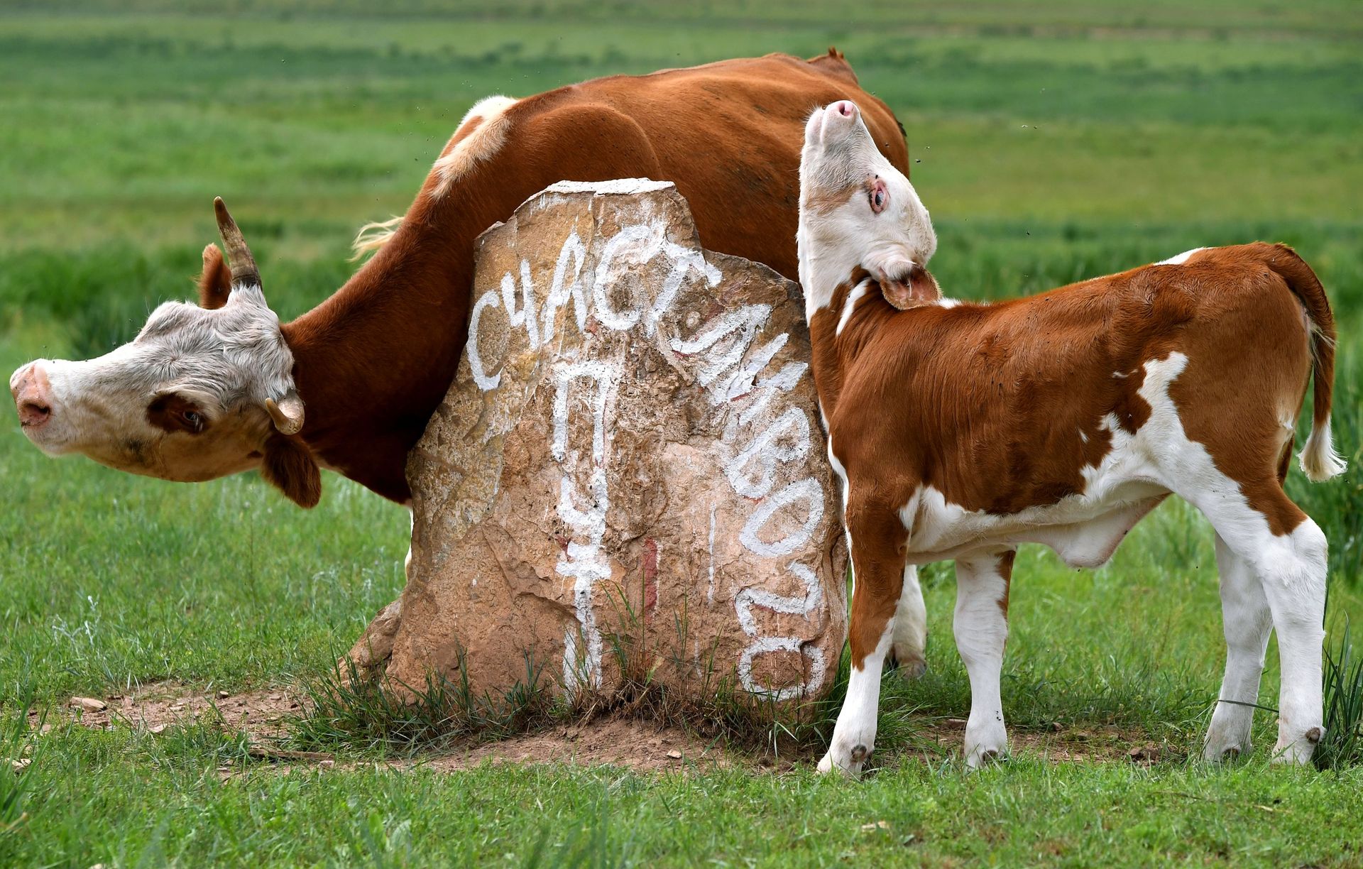 Cows are grazing in the steppe near the village of Solenoozernoye in the Republic of Khakassia, Russia Cows are grazing in the steppe near the village of Solenoozernoye in the Republic of Khakassia, Russia - Sputnik International, 1920, 09.08.2023