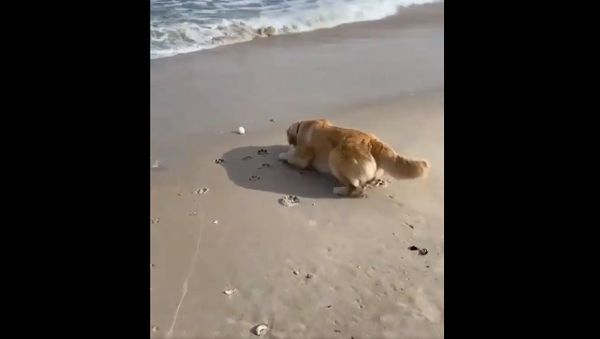 This boy has a problem.  The ocean stole his ball - Sputnik International