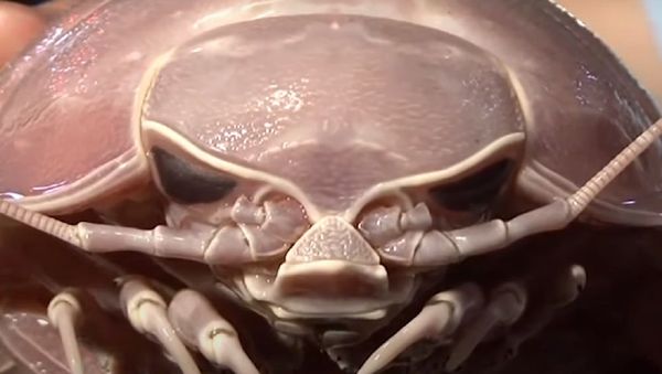 Sea Roach - Sputnik International