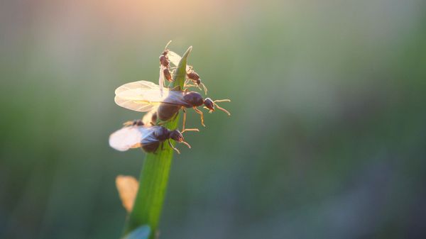 Flying ants - Sputnik International