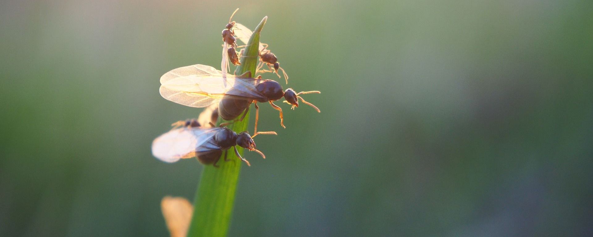 Flying ants - Sputnik International, 1920, 18.07.2020