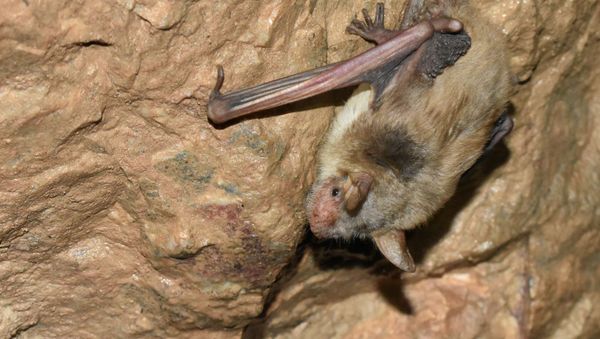 Myotis blythi - Sputnik International