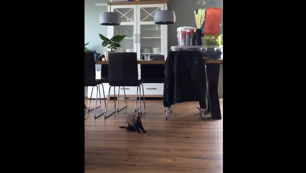 Ferret and Bubbles - Sputnik International