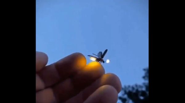 Little Firefly - Sputnik International