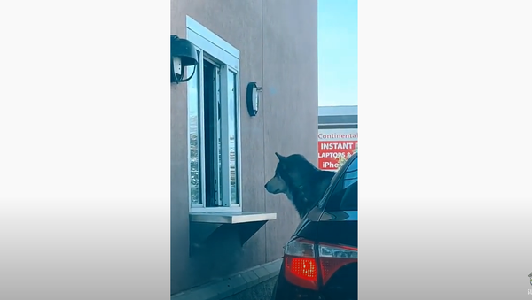 Too Cool for You: Posh Husky Picks Up Daily ‘Puppuccino’  - Sputnik International