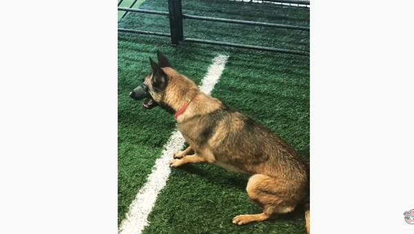 Athletic German Shepherd Nails Precise Long Jump Into Pool  - Sputnik International