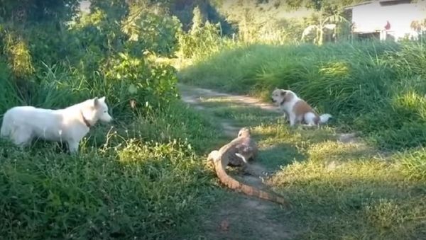 Lizard Defends Itself From Dogs  - Sputnik International