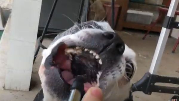Dog Takes on Air Compressor  - Sputnik International