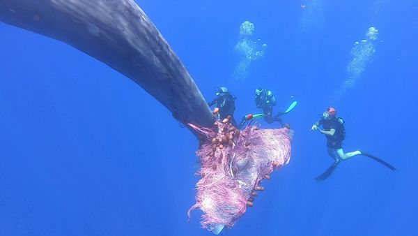 Italian coastguard divers work to free a sperm whale caught in a fishing net at sea north of the Sicilian Aeolian Islands in this still image taken from a video, July 19, 2020 Italian coastguard divers work to free a sperm whale caught in a fishing net at sea north of the Sicilian Aeolian Islands in this still image taken from a video, July 19, 2020 - Sputnik International