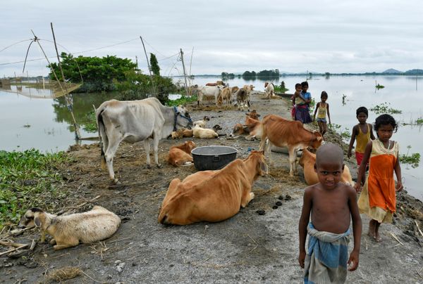 Children walk past cattle on an embankment in a flooded area in Morigaon district, in the northeastern state of Assam, India, July 20, 2020 Children walk past cattle on an embankment in a flooded area in Morigaon district, in the northeastern state of Assam, India, July 20, 2020 - Sputnik International