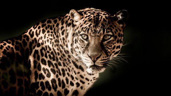 Leopard - Sputnik International