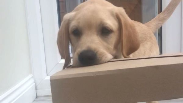 Labrador Retriever Pup Helps Fetching Parcel - Sputnik International