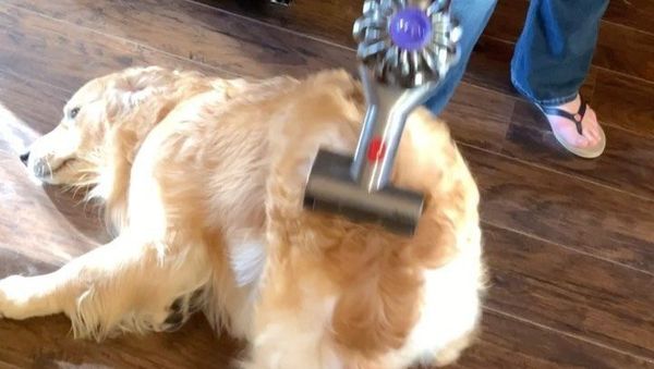 Golden Retriever - Sputnik International
