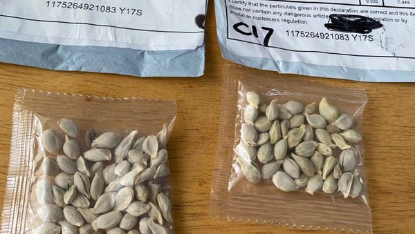 US authorities warn about mass delivery of packages of seeds from China. US authorities warn about mass delivery of packages of seeds from China. - Sputnik International