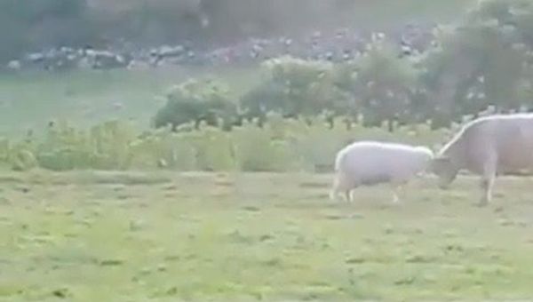 Sheep - Sputnik International