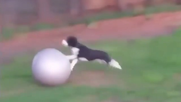 Puppy - Sputnik International