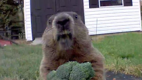 Happy Sunday!! See kids I LOVE broccoli.. - Sputnik International