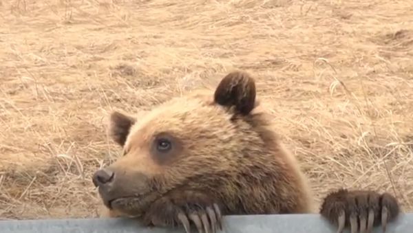 Grizzlies Just Wanna Have Fun: Bear Loves Posing for Camera  - Sputnik International
