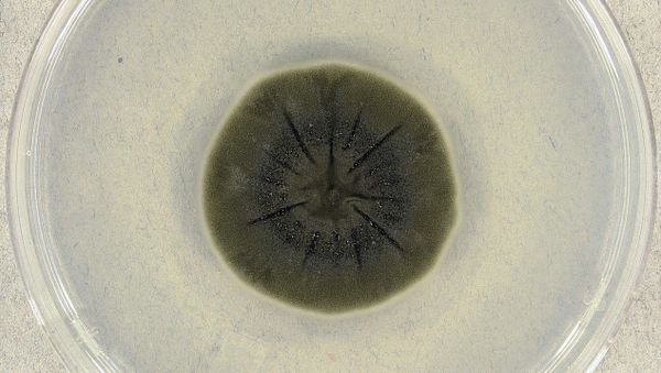  Cladosporium sphaerospermum (UAMH 4745) on potato dextrose agar after incubation for 14 days at 25°C. - Sputnik International