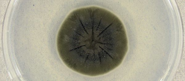 Cladosporium sphaerospermum (UAMH 4745) on potato dextrose agar after incubation for 14 days at 25°C. Cladosporium sphaerospermum (UAMH 4745) on potato dextrose agar after incubation for 14 days at 25°C. - Sputnik International