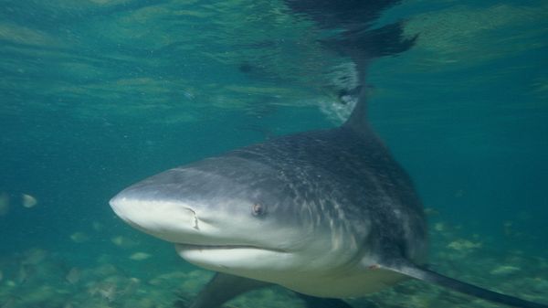  Bull shark - Sputnik International