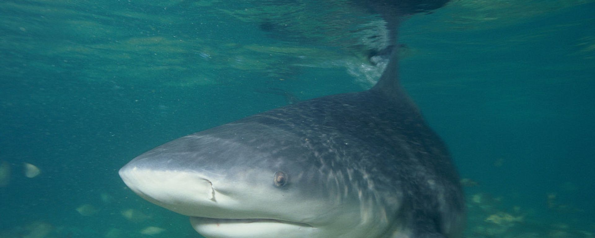  Bull shark - Sputnik International, 1920, 05.02.2023