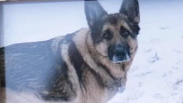 Buddy, a 7-year-old German shepherd hailing from New York City’s Staten Island, recently died after testing positive for COVID-19. - Sputnik International