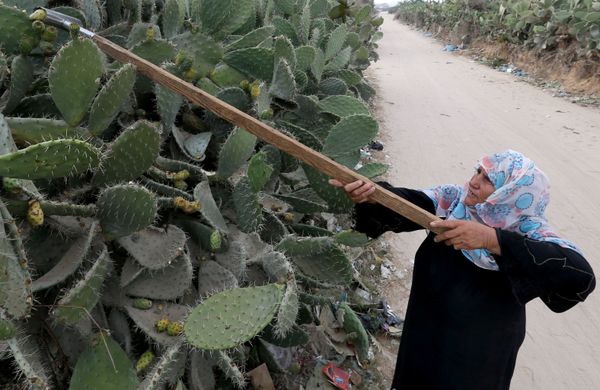 This Week in Pictures: 25 - 31 July This Week in Pictures: 25 - 31 July - Sputnik International