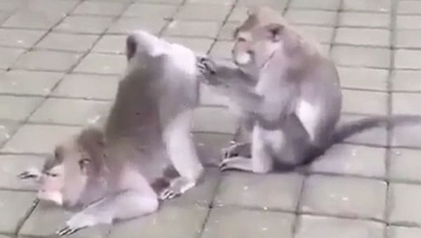 Monkeys - Sputnik International