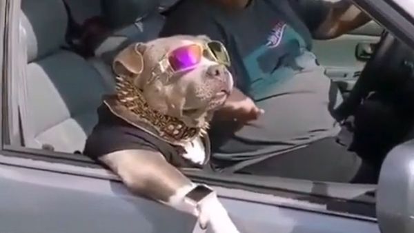 Blinged-Out Canine Shells Out High-Paws in New Appearance  - Sputnik International