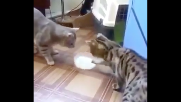 Two cats passing milk bowl to each other - Sputnik International