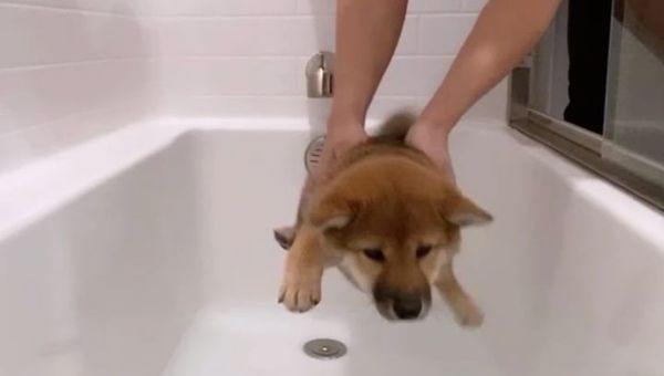 Shiba Inu - Sputnik International
