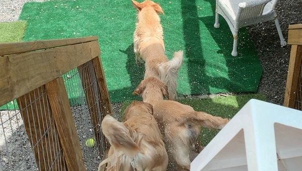dogs - Sputnik International