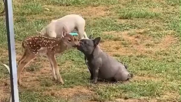 Fawn in love with mr.doggo - Sputnik International
