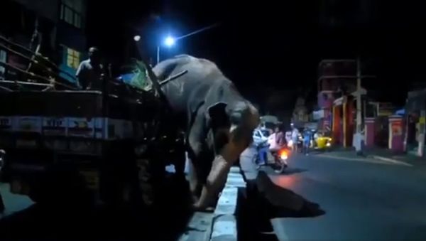 The elephant did not want to go, it jumped out of the truck, and the torture PETA did to take her away - Sputnik International