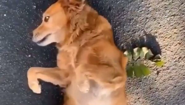 Dog - Sputnik International