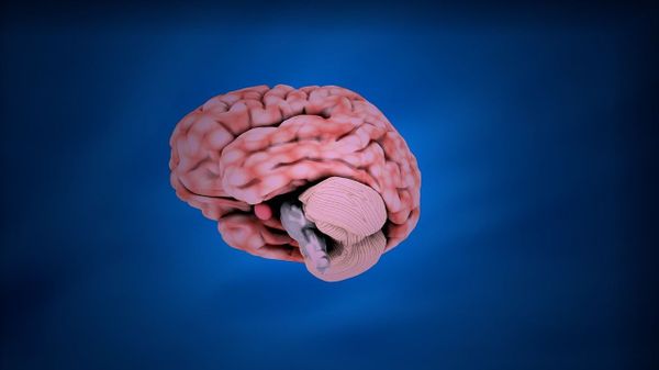 cerebellum - Sputnik International